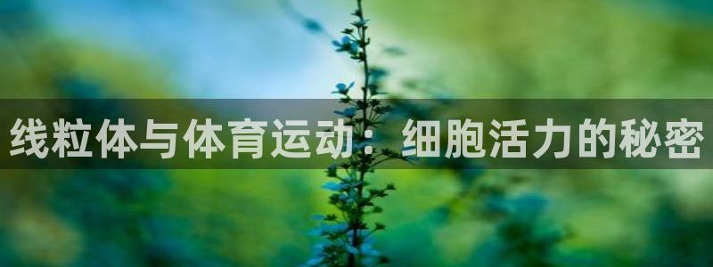 杏耀官网入口：线粒体与体育运动：细胞活力的秘密